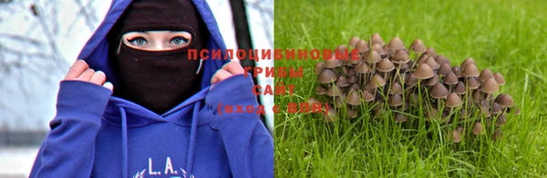 прущие грибы Богданович